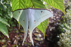 Actias selene