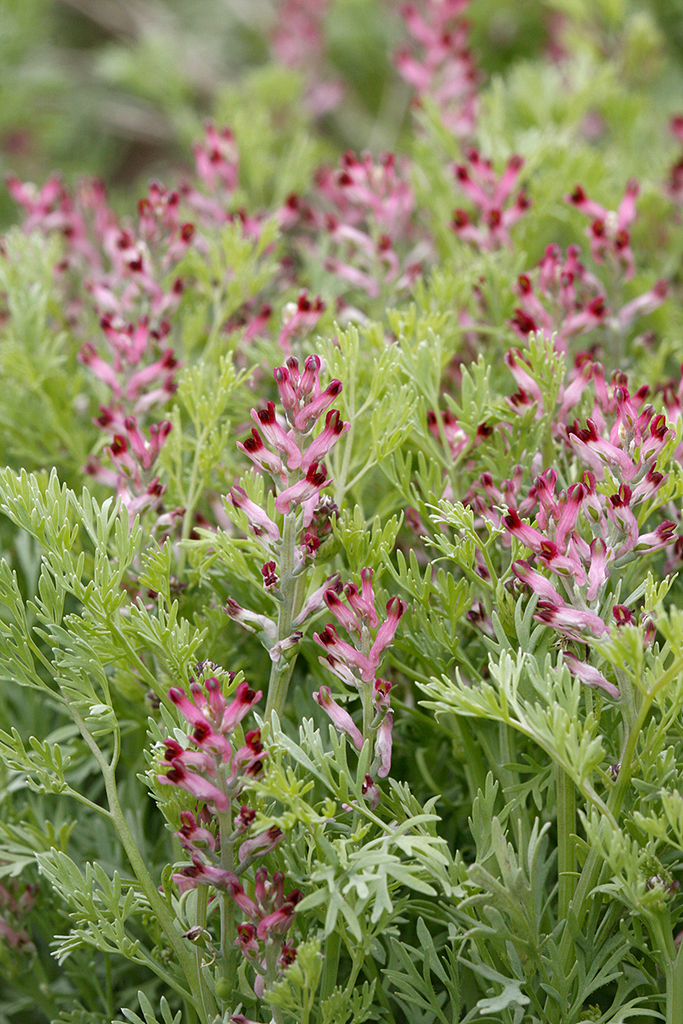 Fumitory subfamily