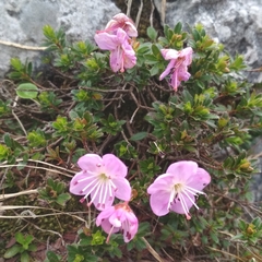 Rhodothamnus chamaecistus