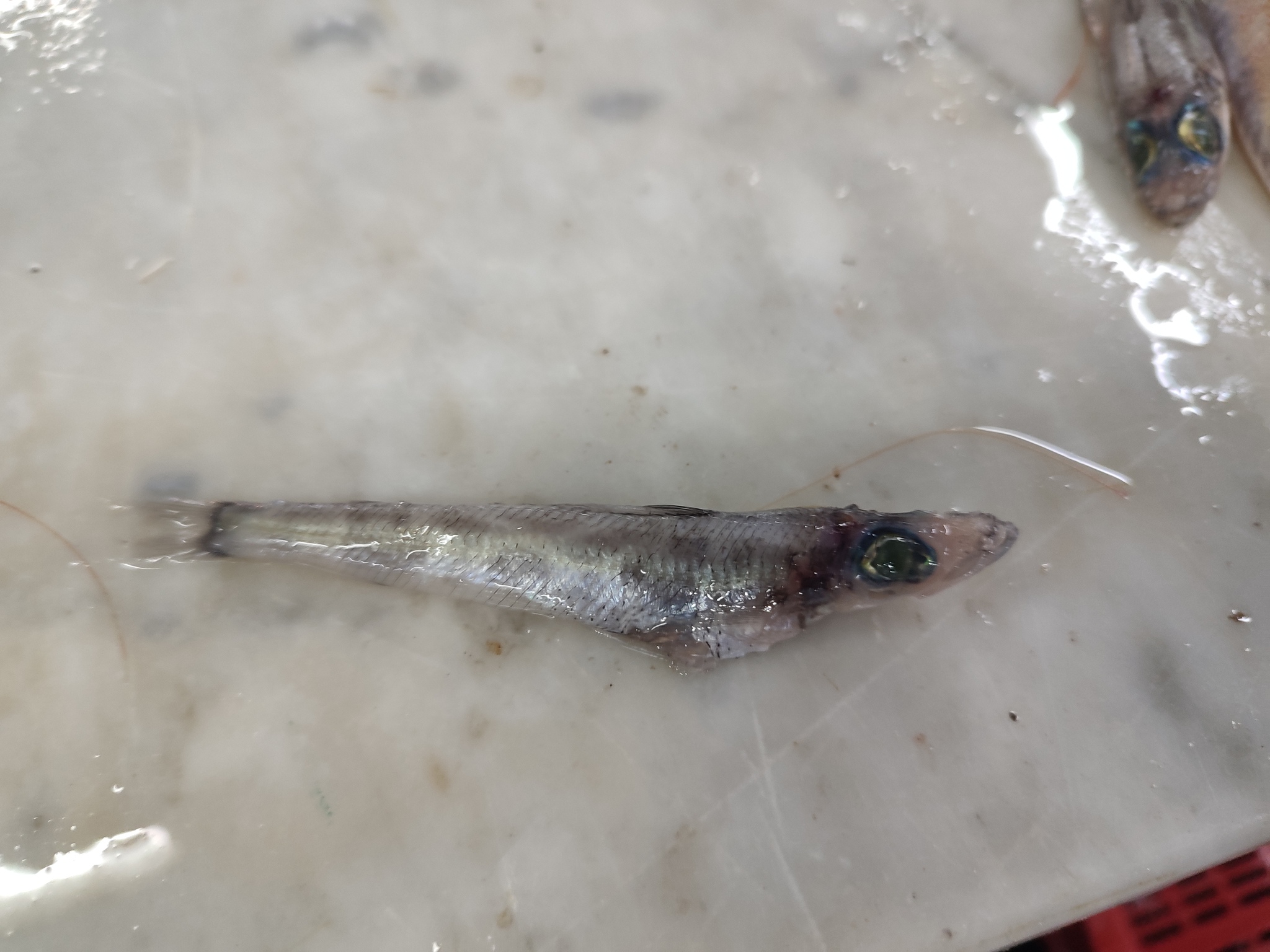 Shortnose Greeneye photo 8