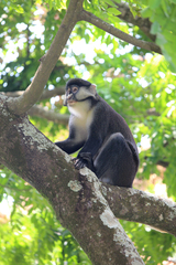 Cercopithecus ascanius schmidti