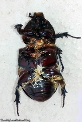 Oryctes rhinoceros