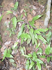 Tectaria singaporiana