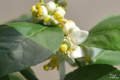 Citrus × latifolia