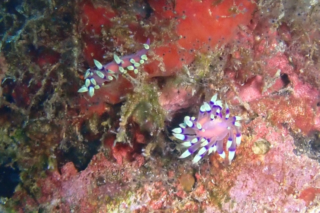 Desirable Flabellina