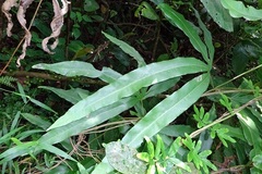 Lygodium circinnatum