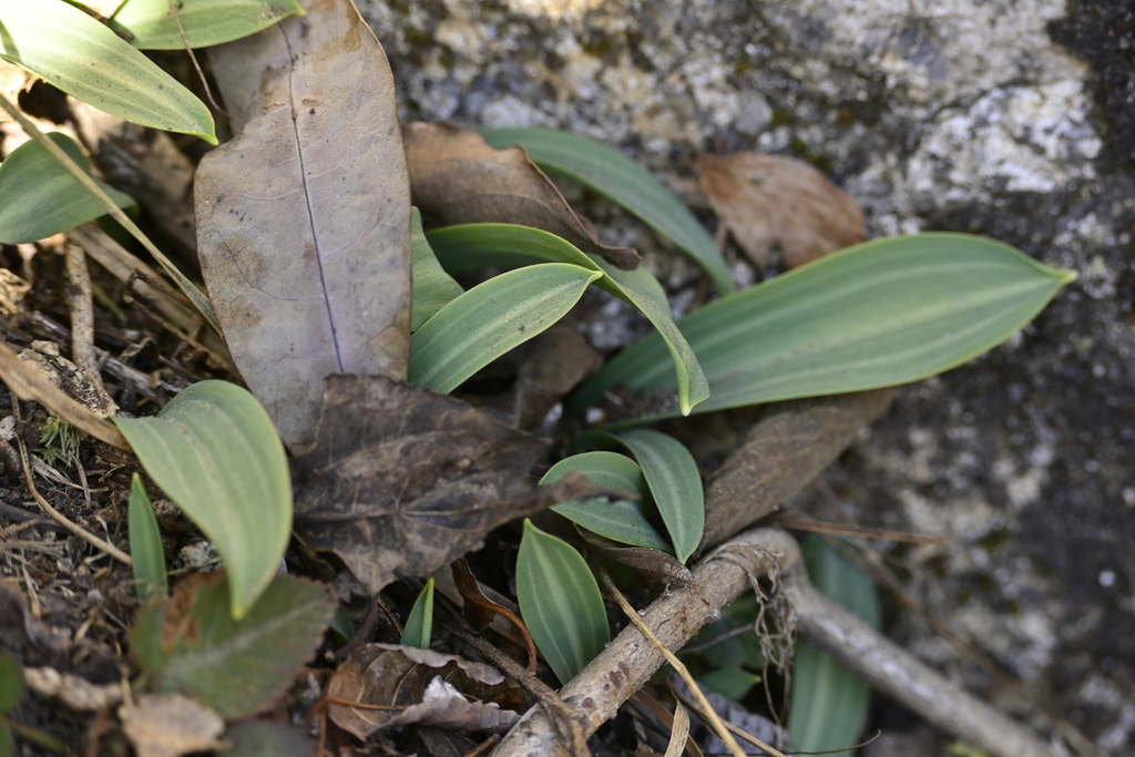 Amana anhuiensis