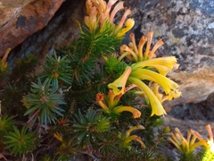 Erica quadrisulcata