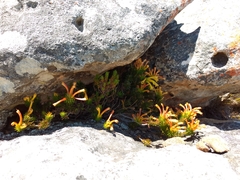 Erica quadrisulcata