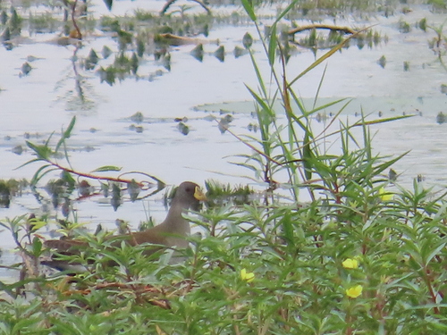 iNaturalist image