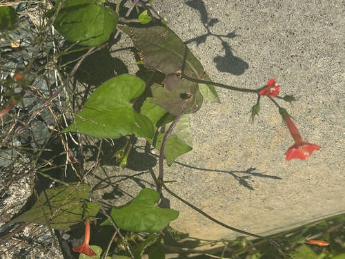 Redstar (Ipomoea coccinea)