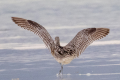 Far Eastern Curlew photo 5