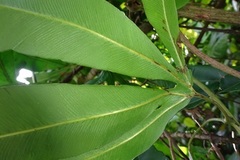 Lygodium circinnatum