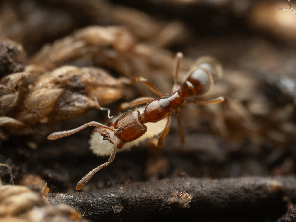Crypt Ants from South Bruny TAS 7150, Australia on November 28, 2025 at ...