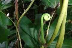 Lygodium circinnatum