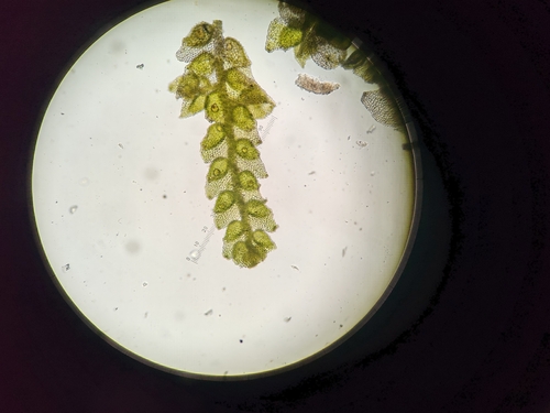 Rock Pouncewort (Cololejeunea calcarea)