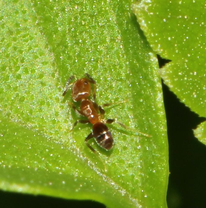 Tapinoma minimum