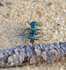 Cicindela nigrior