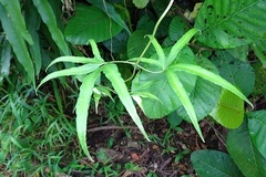 Lygodium circinnatum