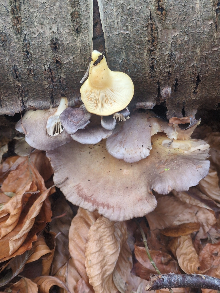 Sarcomyxa serotina · December 2025 · photo: © vincent_b (iNaturalist, cc-by)