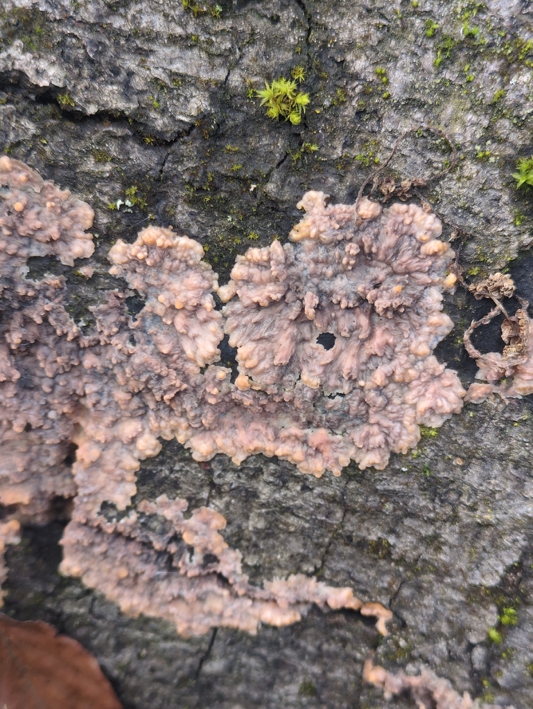 Phlebia radiata · December 2025 · photo: © vincent_b (iNaturalist, cc-by)