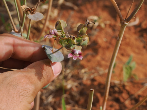 Cup Velleia (Goodenia connata)