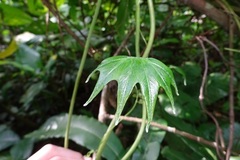 Lygodium circinnatum