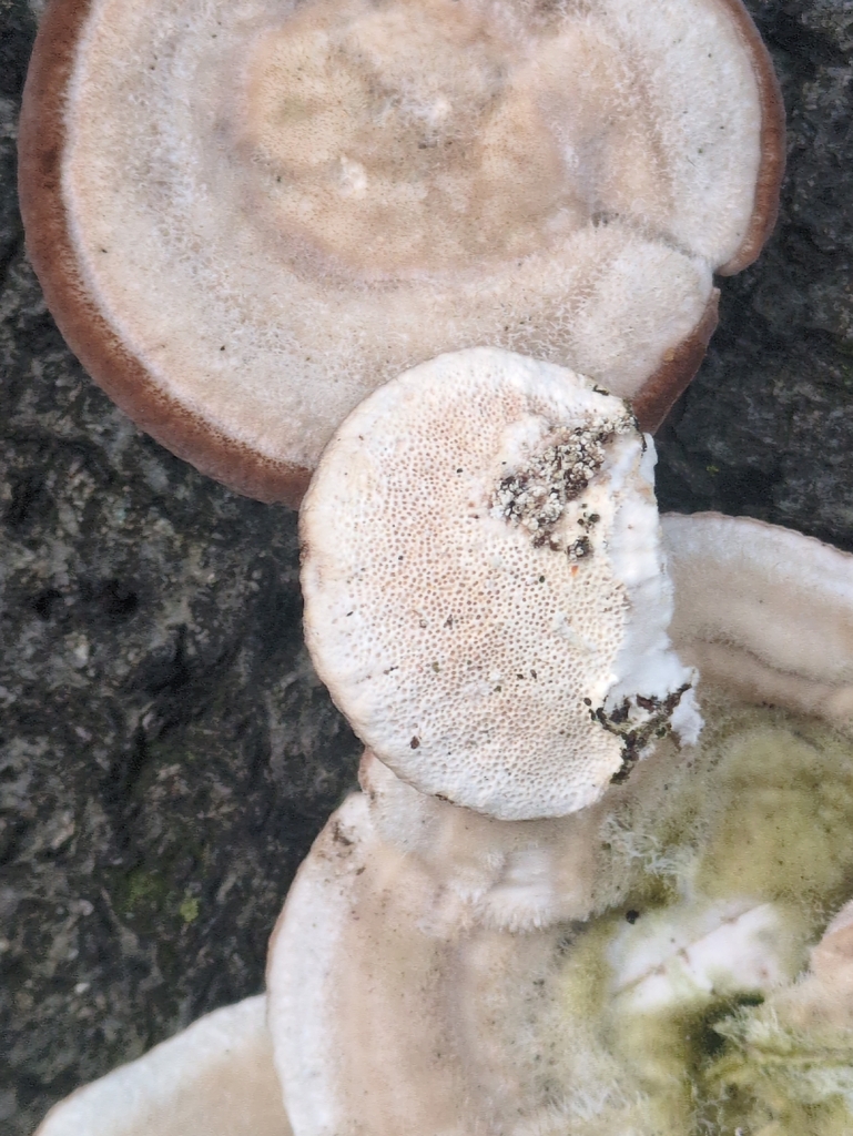 Trametes hirsuta · December 2025 · photo: © vincent_b (iNaturalist, cc-by)