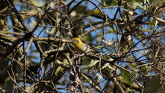 Peucedramus taeniatus