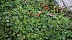 Peperomia bangroana