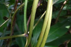 Lygodium circinnatum