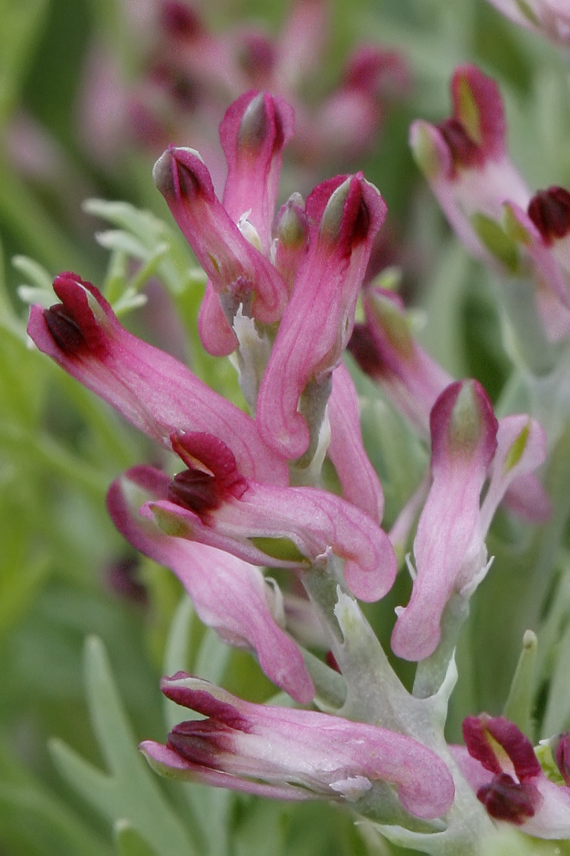 Fumaria vaillantii