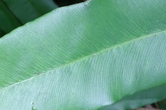 Lygodium circinnatum