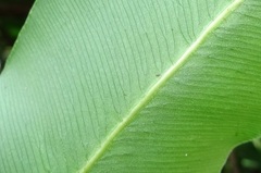 Lygodium circinnatum