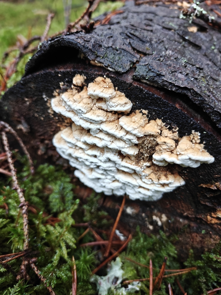 Fomitopsis serialis · December 2025 · photo: © maijaihanpihalla (iNaturalist, cc-by)