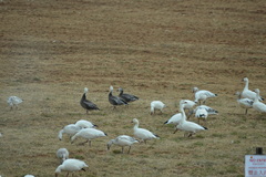 Anser caerulescens caerulescens