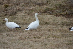 Anser caerulescens atlanticus