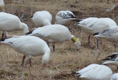 Anser caerulescens atlanticus