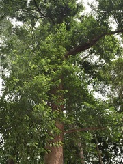 Ochanostachys amentacea