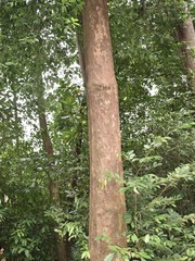 Ochanostachys amentacea