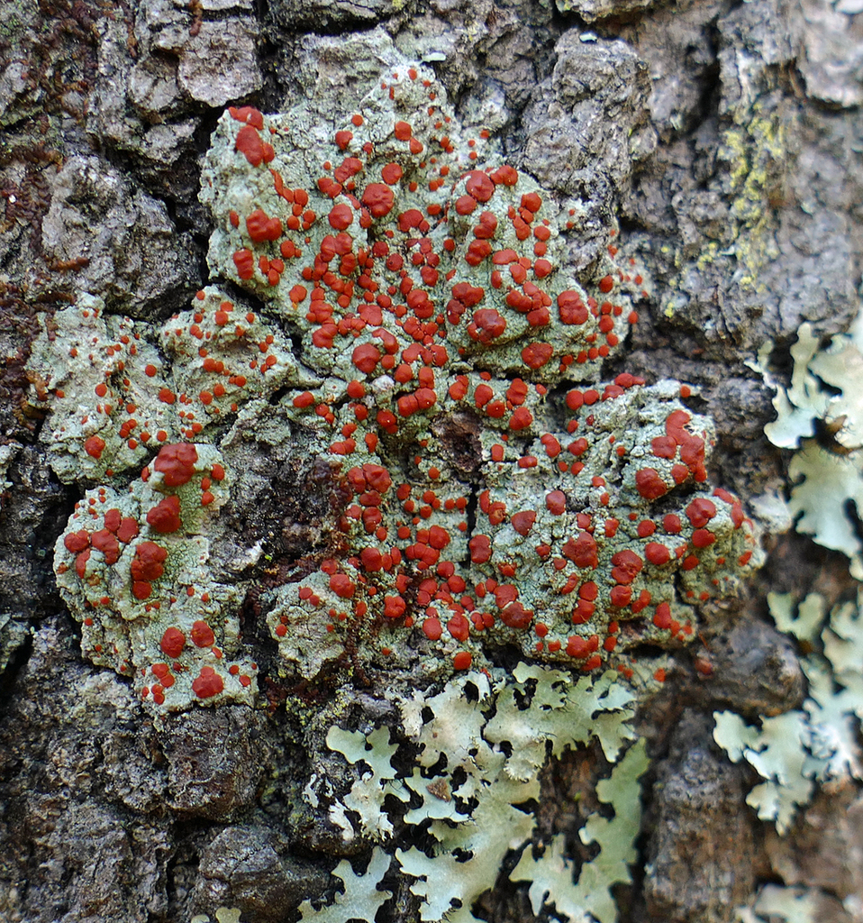 Ramboldia