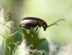 Longitarsus dorsalis