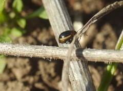 Longitarsus dorsalis