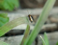 Longitarsus dorsalis