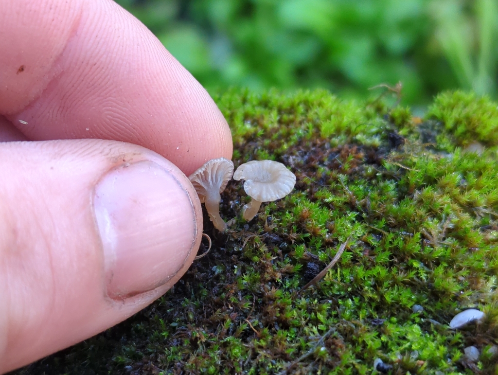 Arrhenia rickenii · December 2025 · photo: © samdeakin (iNaturalist, cc0)