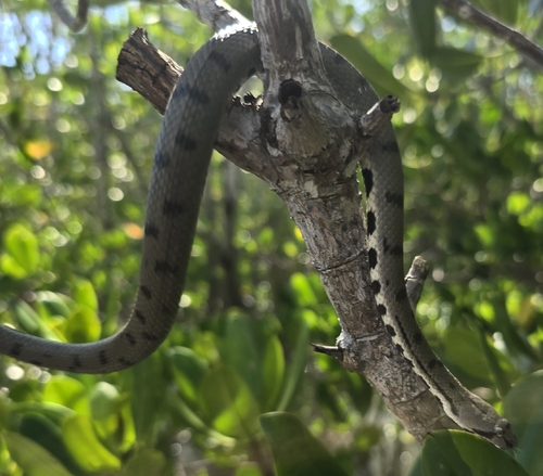 Australian Bockadam sighting