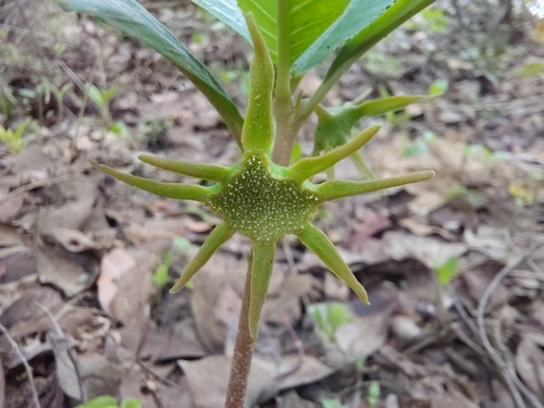 Dorstenia cuspidata