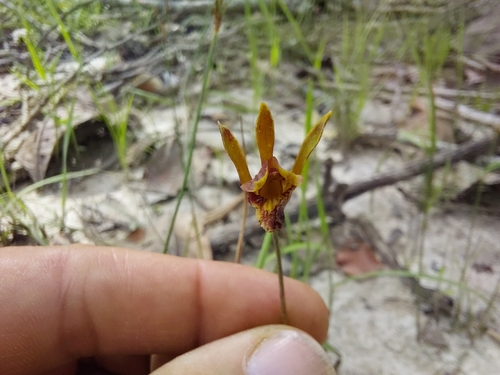 Eulophia rolfeana