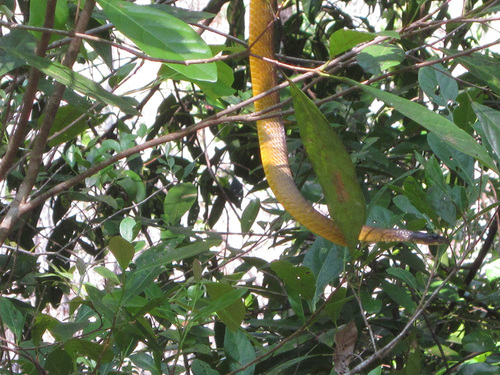 Common Tree Snake sighting
