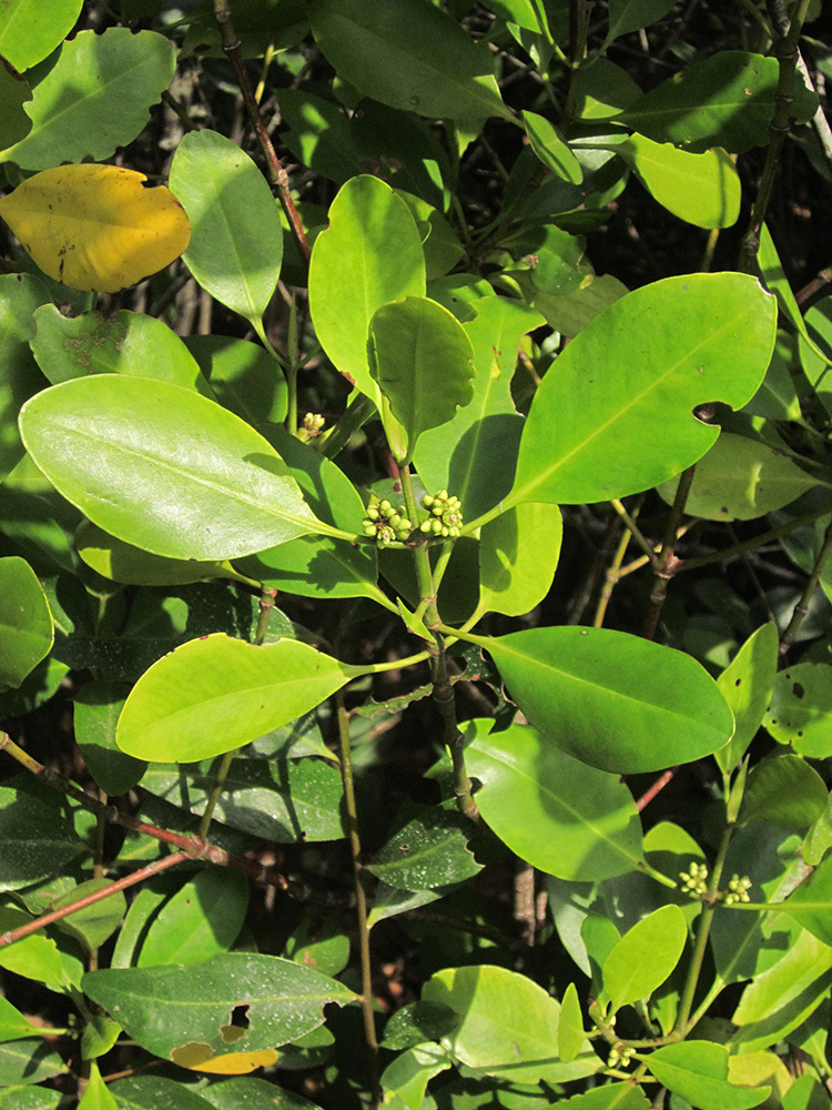 Ceriops pseudodecandra